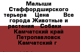 Малыши Стаффордширского терьера  › Цена ­ 1 - Все города Животные и растения » Собаки   . Камчатский край,Петропавловск-Камчатский г.